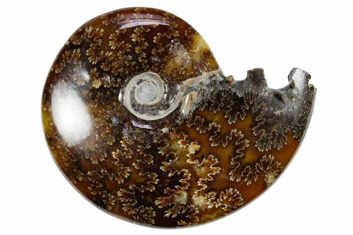 Polished Ammonite (Cleoniceras) Fossil - Madagascar #358403